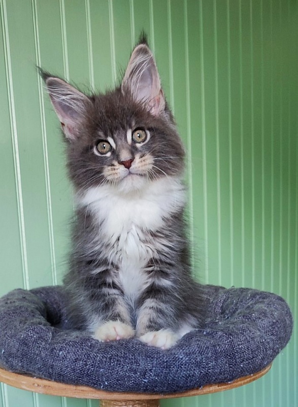 Nance Monterini - Kitten maine-coon 2 months 1.5 week