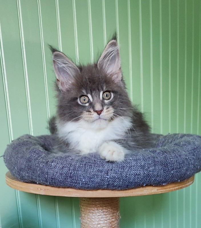 Nance Monterini - Kitten maine-coon 2 months 1.5 week