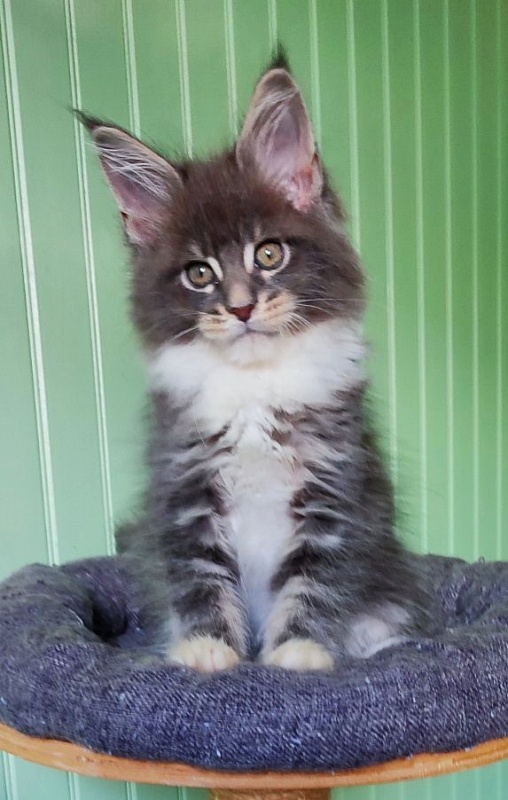 Nance Monterini - Kitten maine-coon 2 months 1.5 week