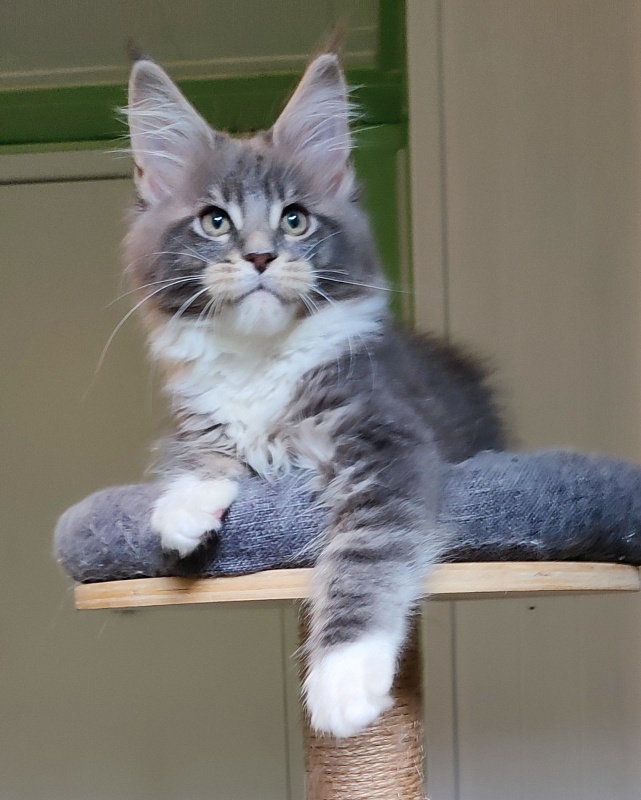 Nance Monterini - Kitten maine-coon 2 months 4 weeks