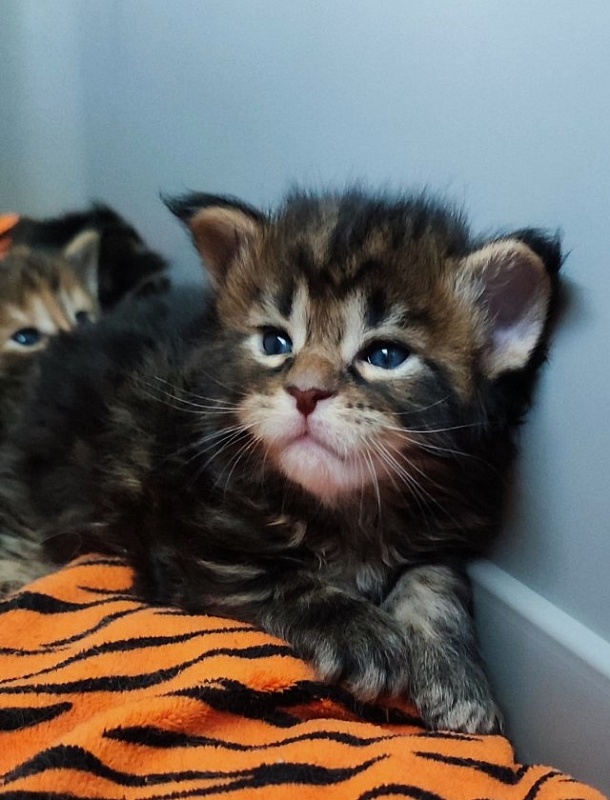 Odin  Monterini - Kitten maine-coon 3 weeks