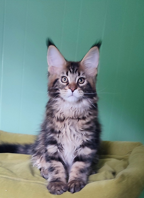 Odin  Monterini - Kitten maine-coon 3 months