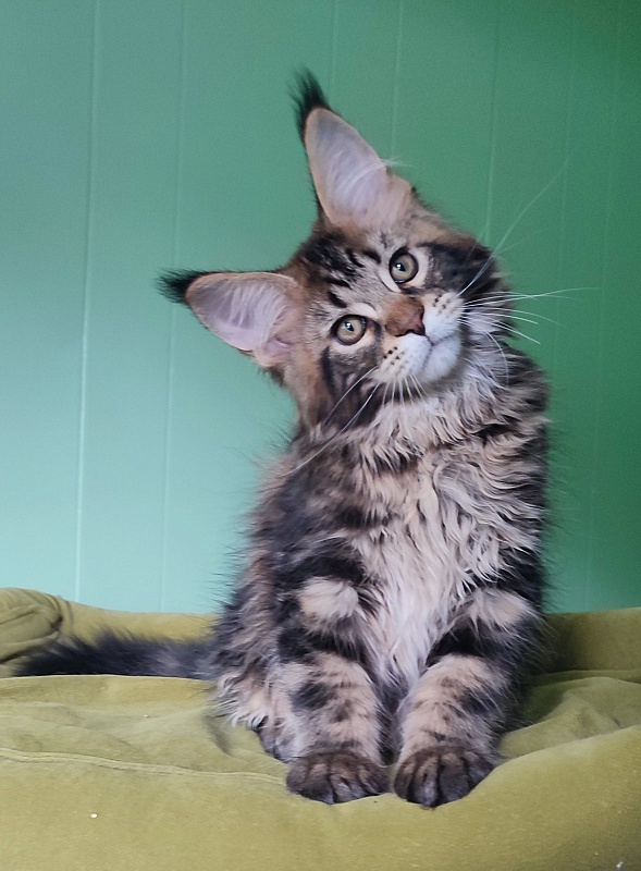 Odin  Monterini - Kitten maine-coon 3 months