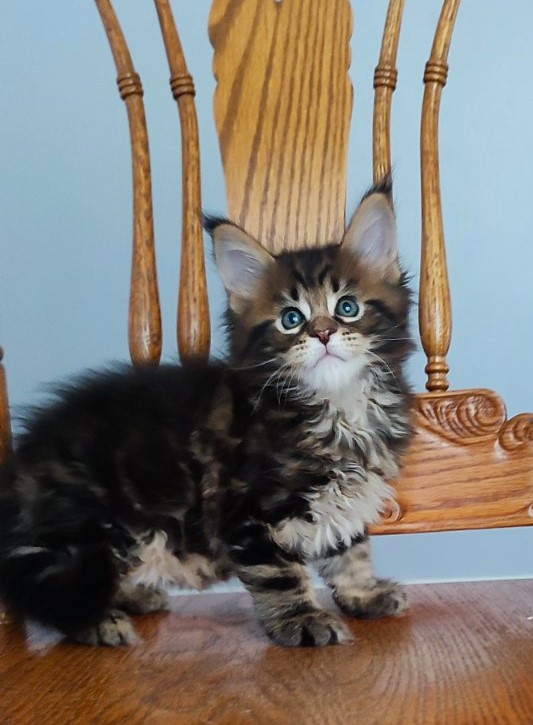 Odin  Monterini - Kitten maine-coon 1 month 2 weeks