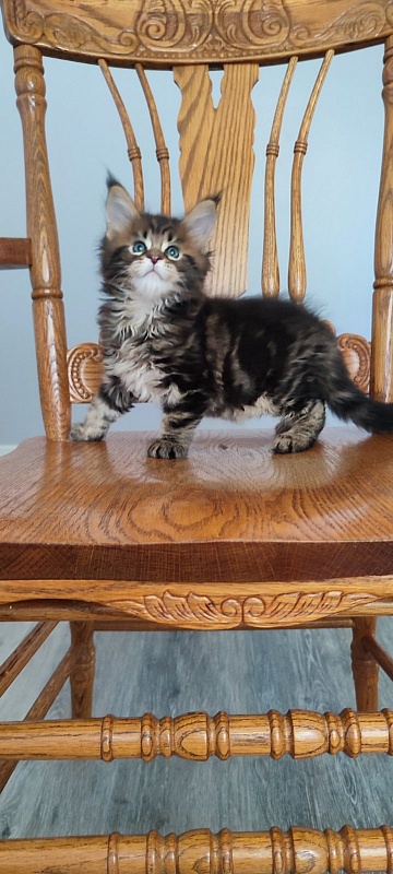 Odin  Monterini - Kitten maine-coon 1 month 2 weeks
