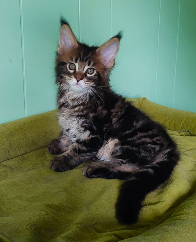 Odin  Monterini - Kitten maine-coon 1 month 2.5 weeks