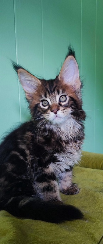 Odin  Monterini - Kitten maine-coon 1 month 2.5 weeks