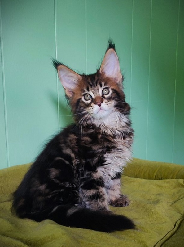 Odin  Monterini - Kitten maine-coon 1 month 2.5 weeks