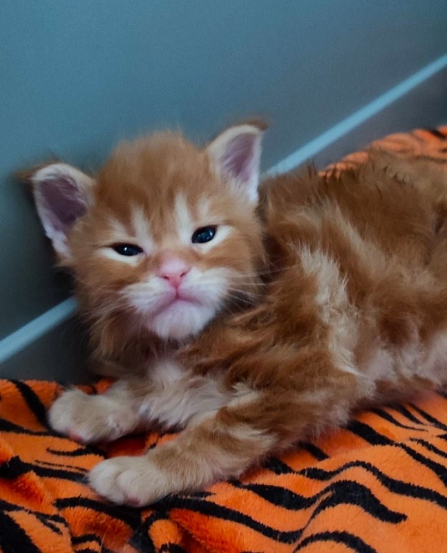 Ooki Monterini - Kitten maine-coon 3 weeks