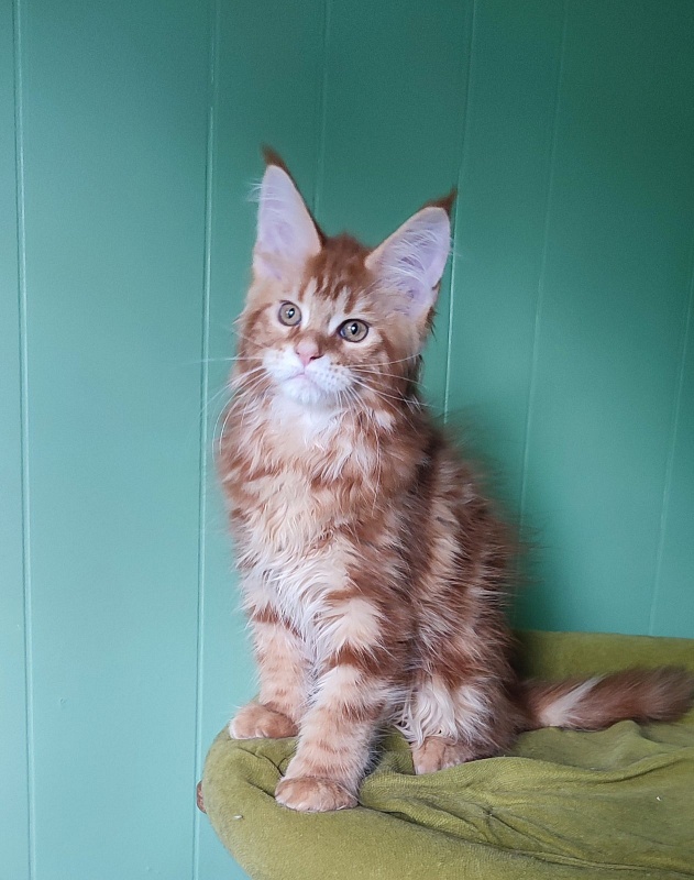 Ooki Monterini - Kitten maine-coon 3 months