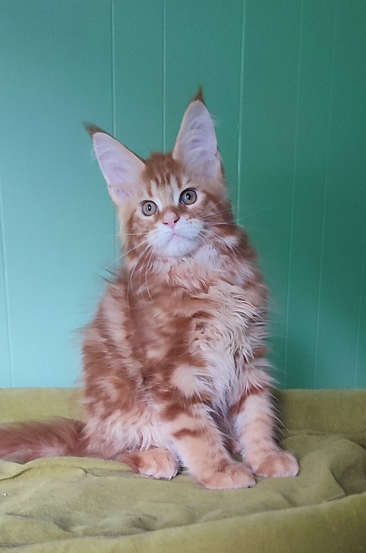 Ooki Monterini - Kitten maine-coon 3 months