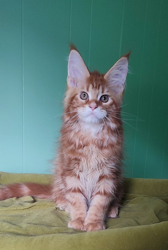 Ooki Monterini - Kitten maine-coon 3 months