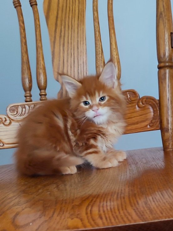 Ooki Monterini - Kitten maine-coon 1 month 2 weeks
