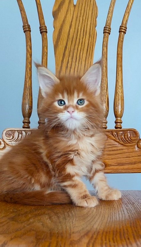Ooki Monterini - Kitten maine-coon 1 month 2 weeks