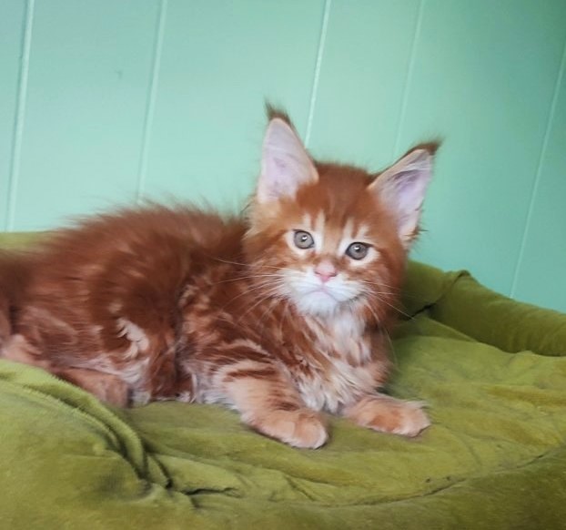Ooki Monterini - Kitten maine-coon 1 month 3.5 weeks