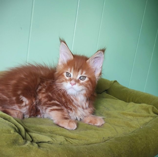 Ooki Monterini - Kitten maine-coon 1 month 3.5 weeks