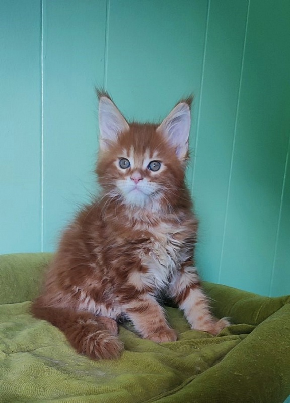 Ooki Monterini - Kitten maine-coon 1 month 3.5 weeks