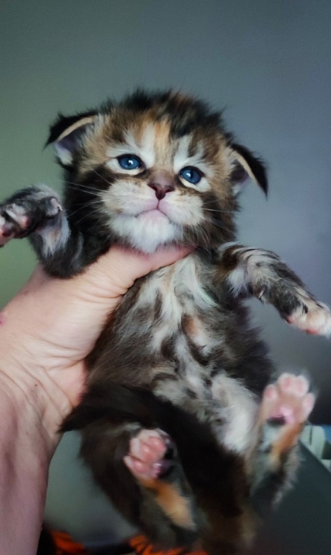 Olvia Monterini - Кошеня мейн-кун 3 тижні