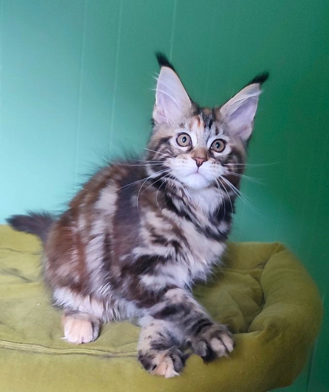 Olvia Monterini - Кошеня мейн-кун 3 місяця