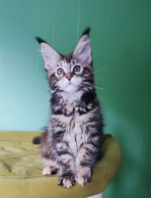 Olvia Monterini - Кошеня мейн-кун 3 місяця