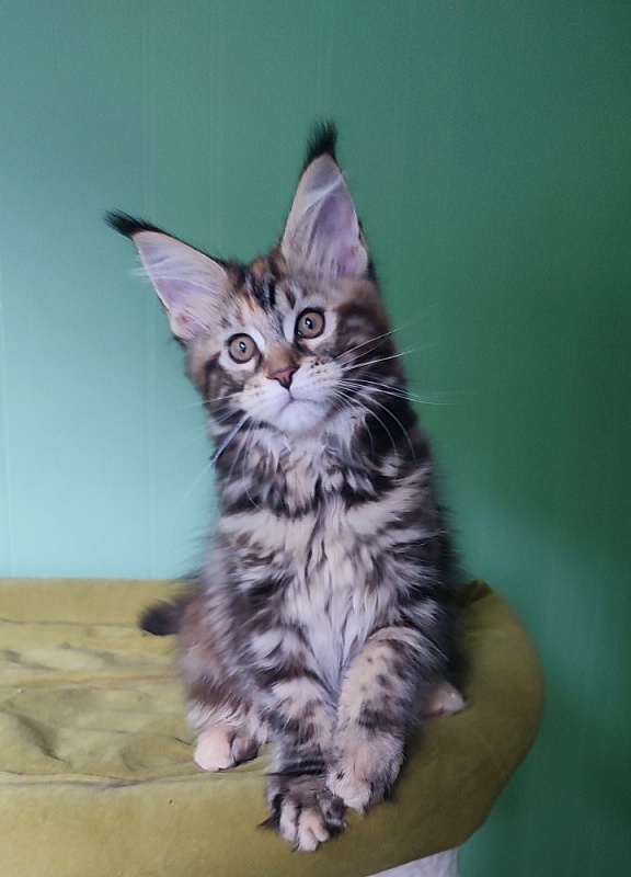 Olvia Monterini - Кошеня мейн-кун 3 місяця