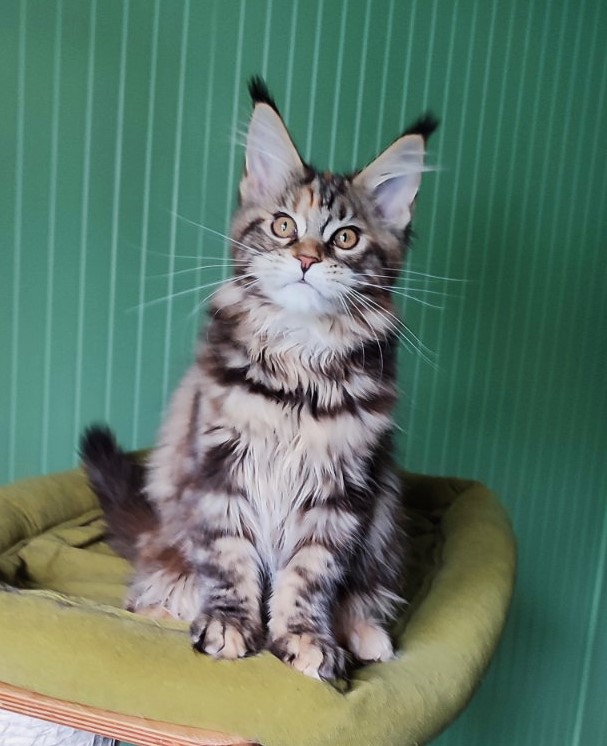 Olvia Monterini - Кошеня мейн-кун 3 місяця 3 тижні