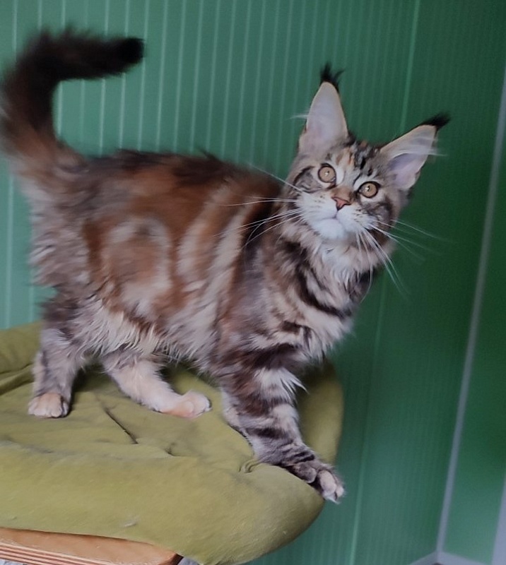 Olvia Monterini - Кошеня мейн-кун 3 місяця 3 тижні