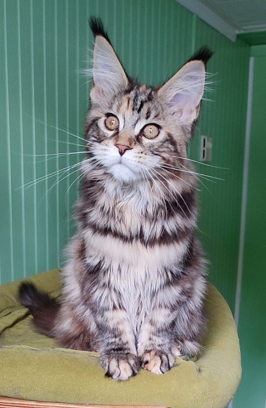 Olvia Monterini - Кошеня мейн-кун 3 місяця 3 тижні