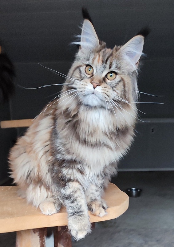 Olvia Monterini - Кошеня мейн-кун 5 місяців 2 тижні