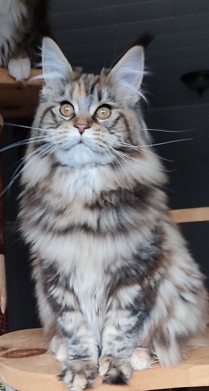 Olvia Monterini - Кошеня мейн-кун 5 місяців 2 тижні