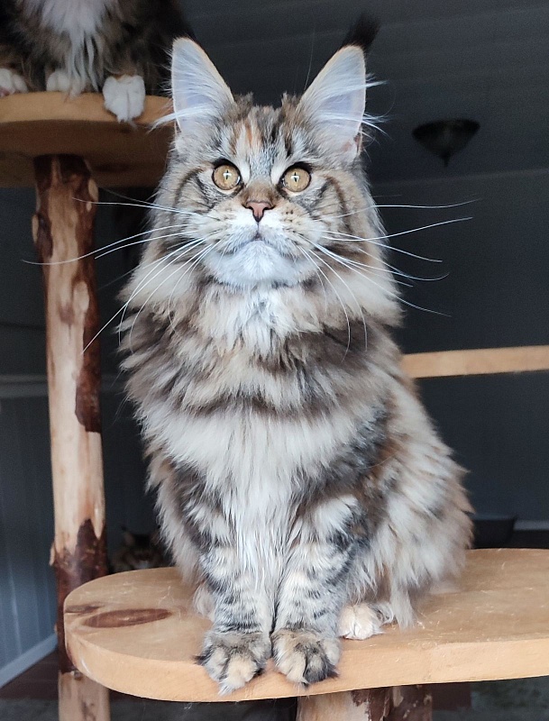 Olvia Monterini - Кошеня мейн-кун 5 місяців 2 тижні