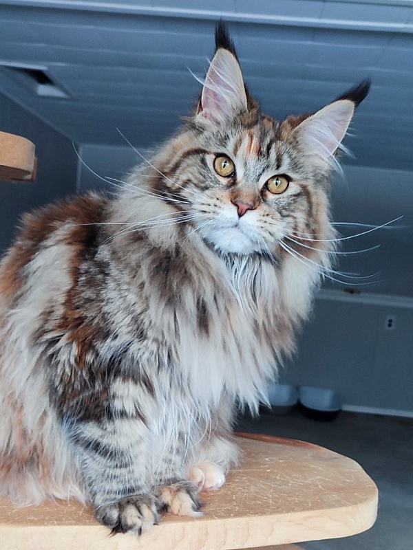 Olvia Monterini - Юніор мейн-кун 7 місяців 3,5 тижні