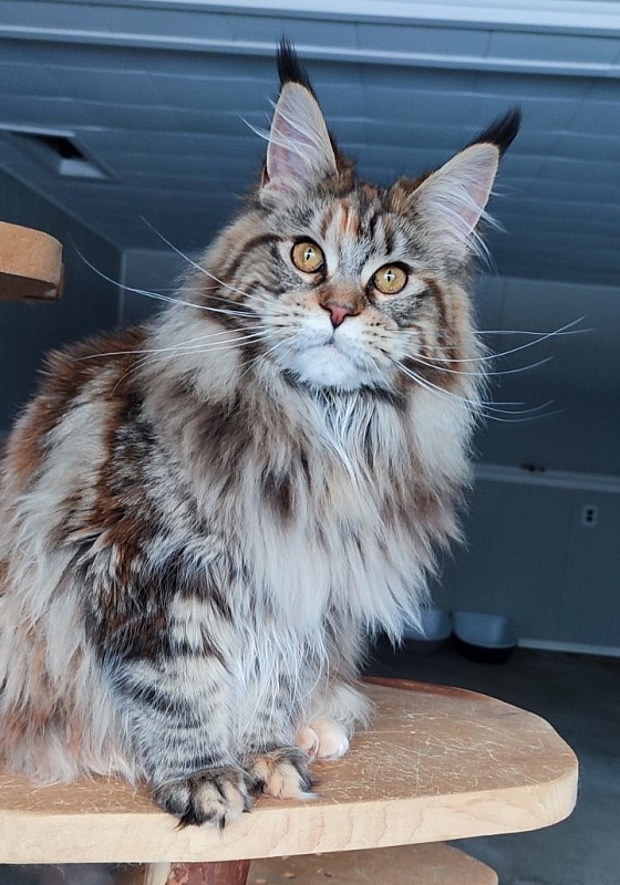 Olvia Monterini - Юніор мейн-кун 7 місяців 3,5 тижні