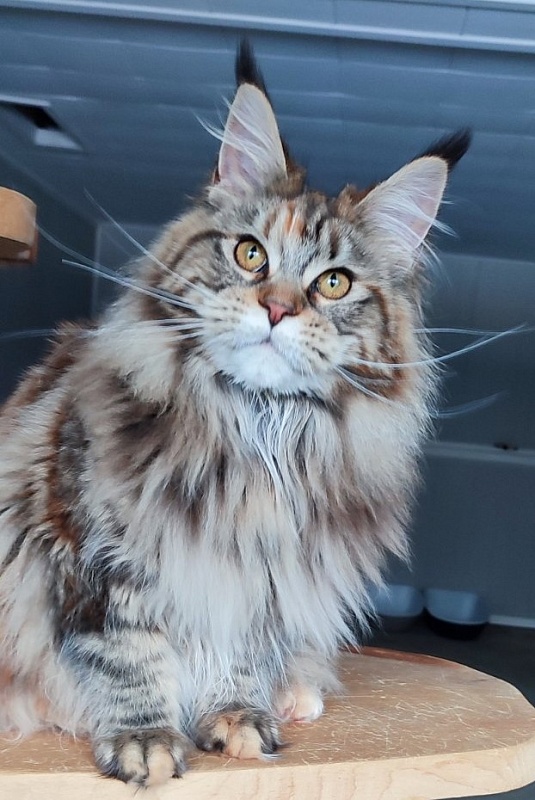 Olvia Monterini - Юніор мейн-кун 7 місяців 3,5 тижні