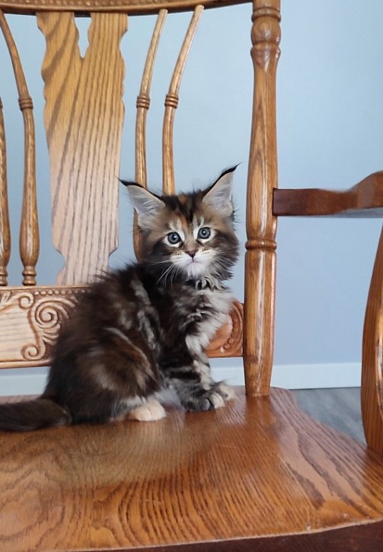 Olvia Monterini - Кошеня мейн-кун 1 місяць 2 тижні