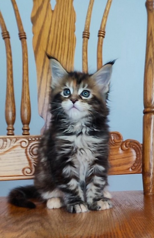 Olvia Monterini - Кошеня мейн-кун 1 місяць 2 тижні