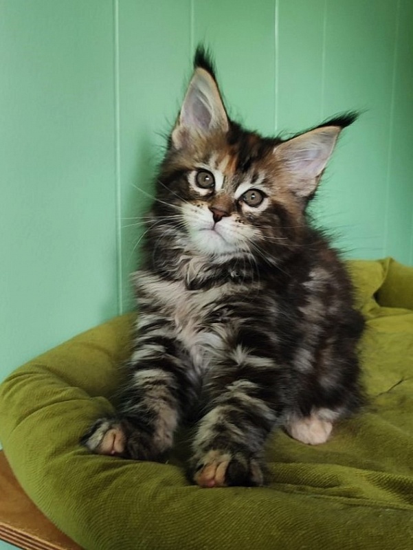 Olvia Monterini - Кошеня мейн-кун 1 місяць 3,5 тижні