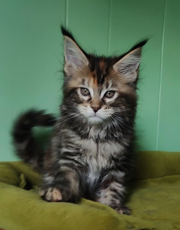 Olvia Monterini - Кошеня мейн-кун 1 місяць 3,5 тижні