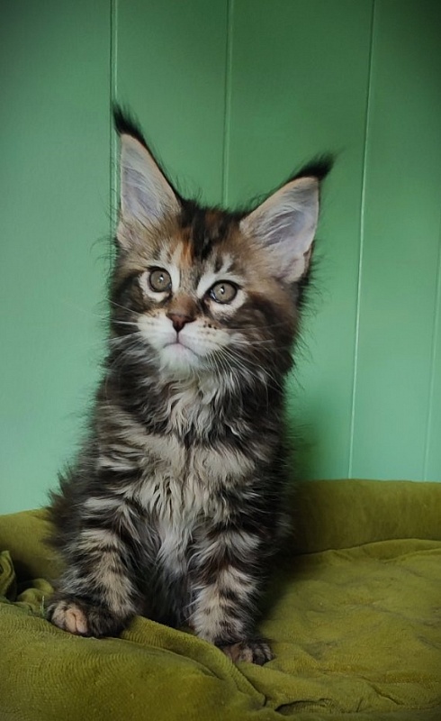 Olvia Monterini - Кошеня мейн-кун 1 місяць 3,5 тижні