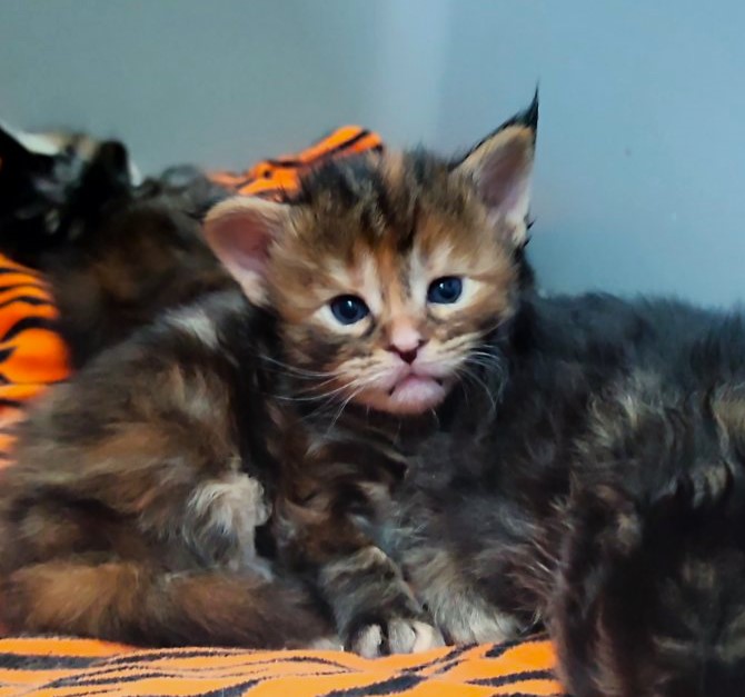 Oreira Monterini - Kitten maine-coon 3 weeks