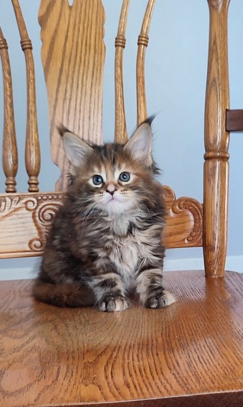 Oreira Monterini - Kitten maine-coon 1 month 2 weeks