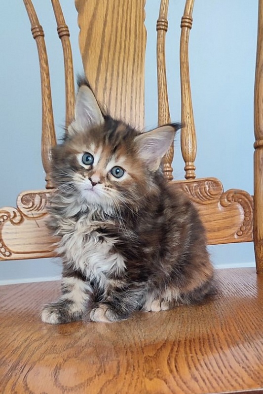 Oreira Monterini - Kitten maine-coon 1 month 2 weeks