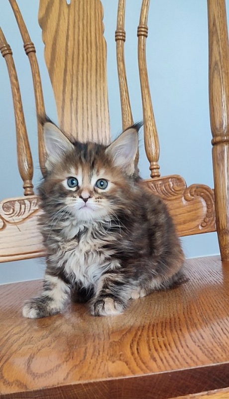 Oreira Monterini - Kitten maine-coon 1 month 2 weeks