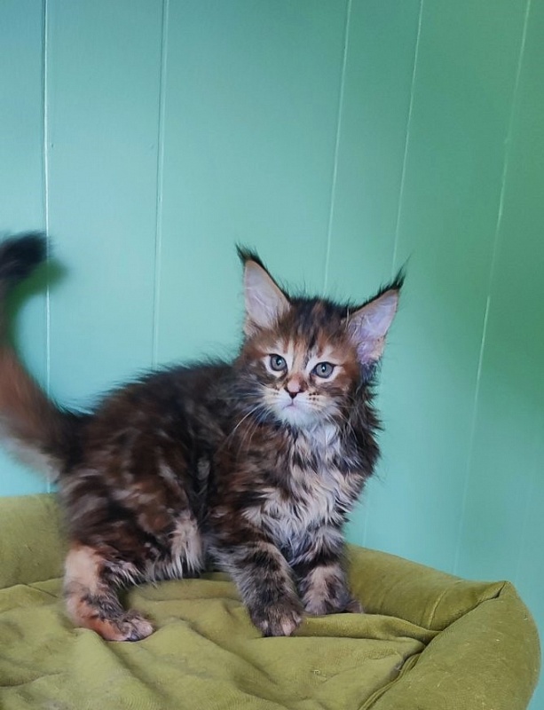 Oreira Monterini - Kitten maine-coon 1 month 3.5 weeks