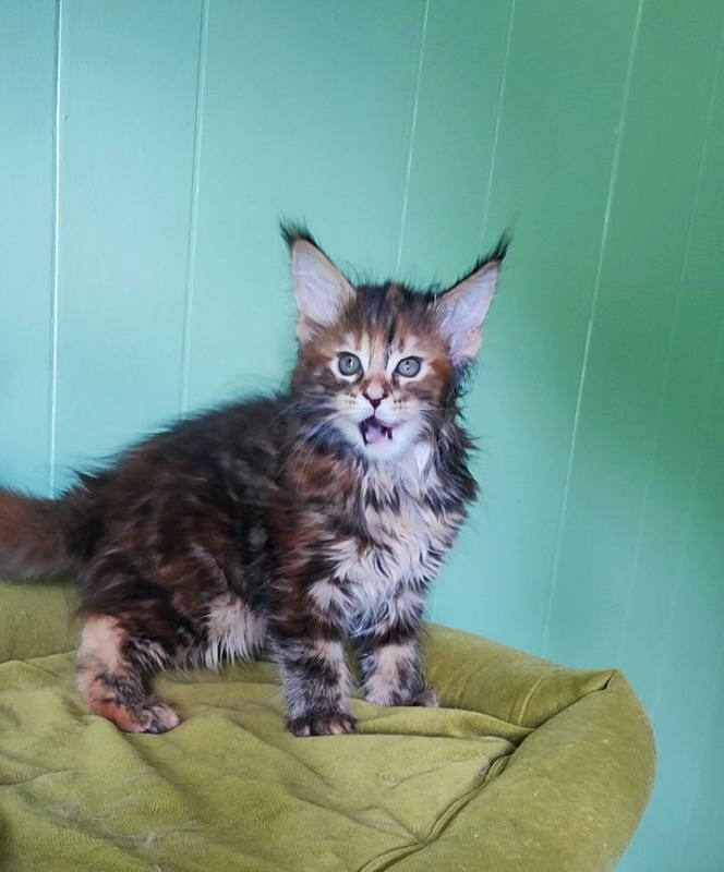 Oreira Monterini - Kitten maine-coon 1 month 3.5 weeks