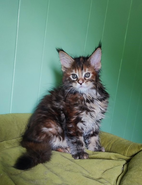 Oreira Monterini - Kitten maine-coon 1 month 3.5 weeks