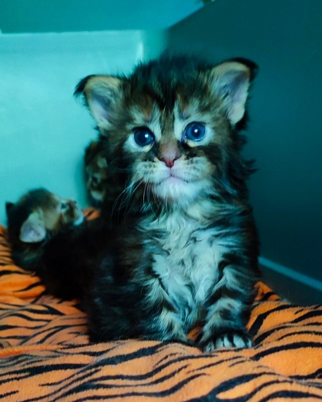 Osha Monterini - Kitten maine-coon 3 weeks