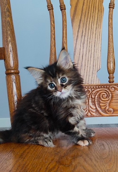 Osha Monterini - Kitten maine-coon 1 month 2 weeks