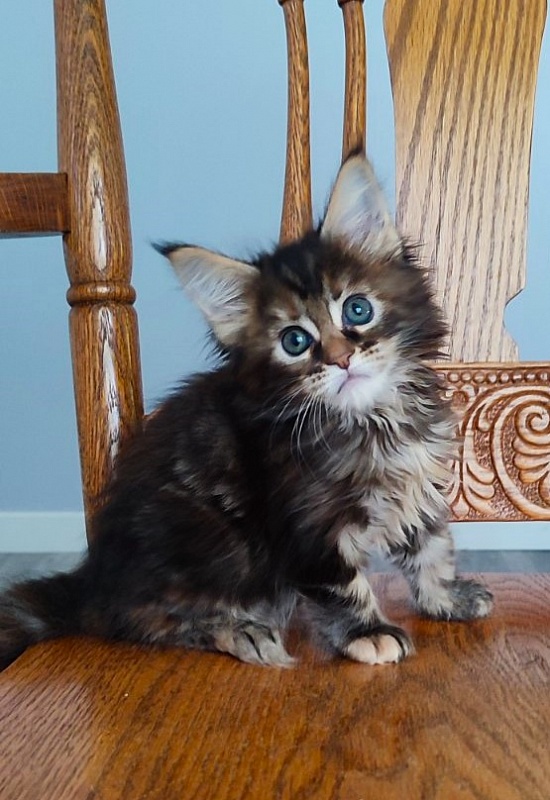 Osha Monterini - Kitten maine-coon 1 month 2 weeks
