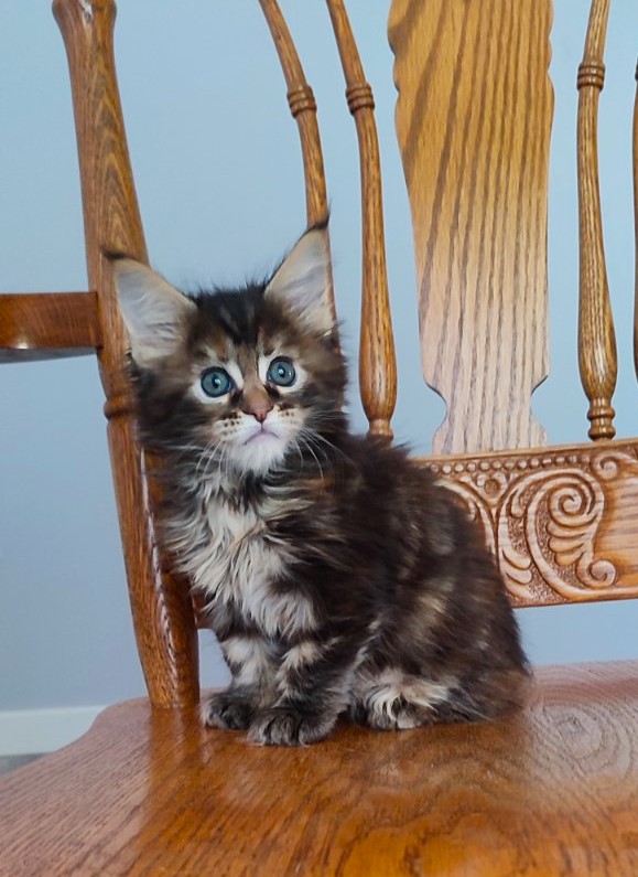 Osha Monterini - Kitten maine-coon 1 month 2 weeks